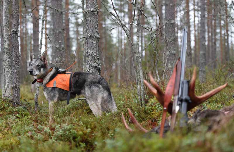 elk hunting dog